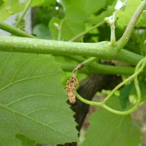 Míldio - Estado de cachos separados. O pedúnculo afetado seca e o cacho é destruído.