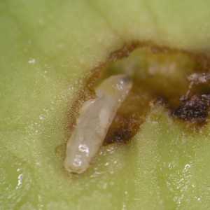 Larva de mosca-da-azeitona