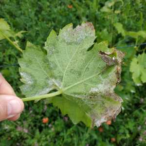 Míldio - Esporulação na página inferior da folha