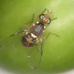 Macho de mosca-da-azeitona