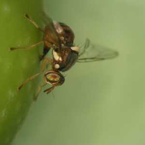 Fêmea de mosca-da-azeitona a efectuar postura