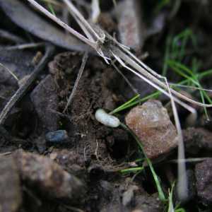 Larva de mosca-da-azeitona à procura de local para pupar