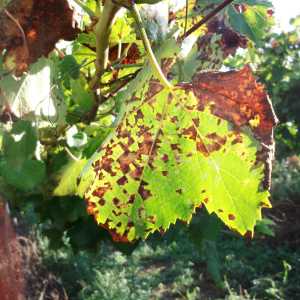 Míldio de Outono (Mosaico)