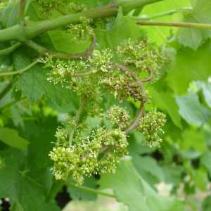 Míldio - Floração