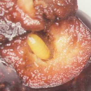 Pupa de mosca-da-azeitona