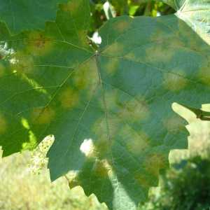 Míldio - Manchas de óleo na página superior da folha