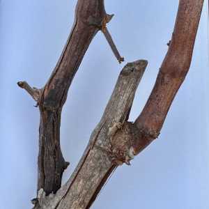 Míldio severo na vara inferior, que compromete a qualidade da poda. Tinta Barroca, Cidadelhe, 2024