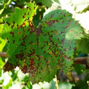 Míldio de outono (mosaico)