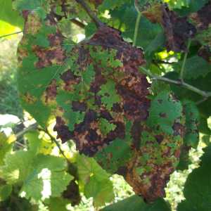 Míldio de Outono (Mosaico)