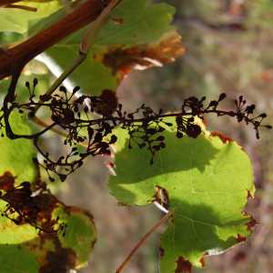 Míldio na floração