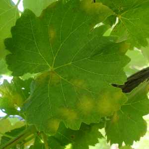 Míldio, mancha de óleo