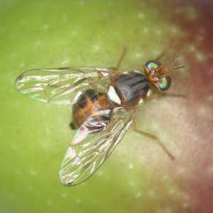 Fêmea de mosca-da-azeitona